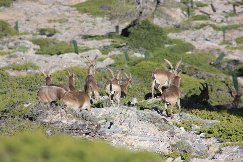 La Estación de Referencia de la Cabra Montés es ya un referente para la pervivencia de la especie